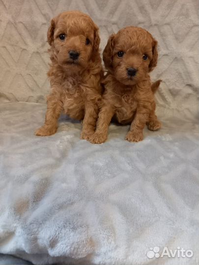 Девочки красавицы