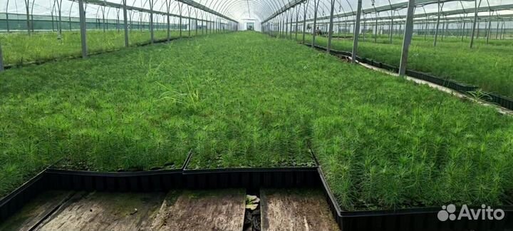 Саженцы ели зкс от производителя