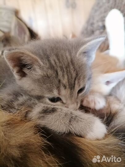 Кошечка нежная
