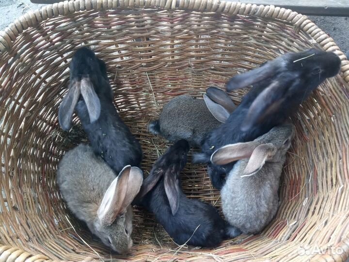 Продам молодняк на племя