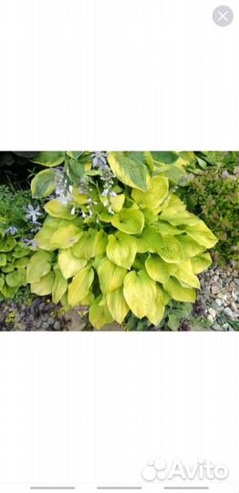 Хоста цветы