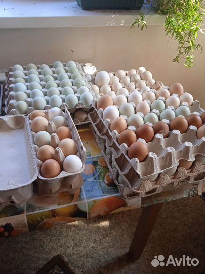Яйца инкубационное