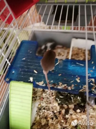 Декоративные мышки