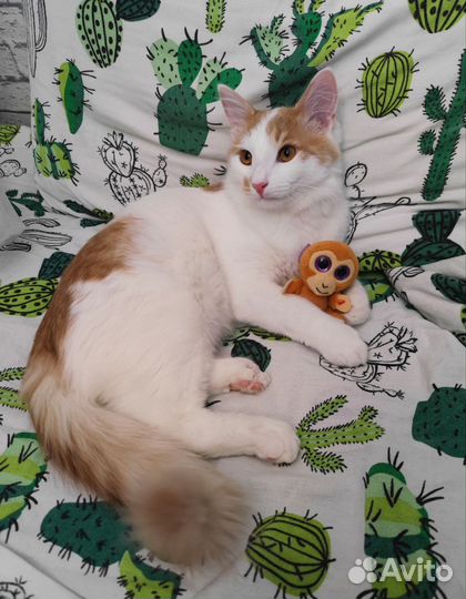 Котенок мальчик ищет дом