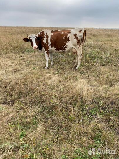 Корова дойная