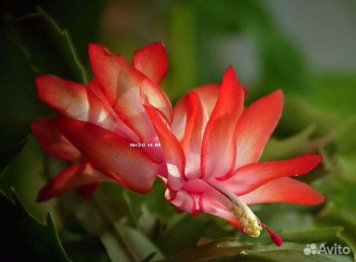 Цветок декабрист