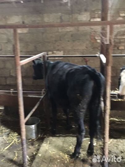 С/х животные, тёлки