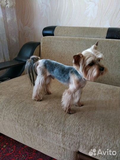 Вязка.Мальчик мини Йорк ищет невесту