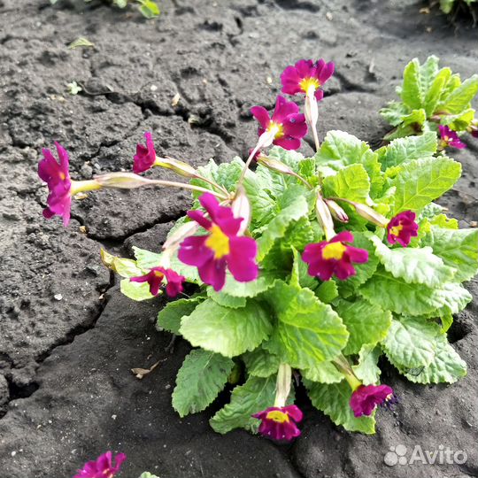 Пушкиния и другие первоцветы