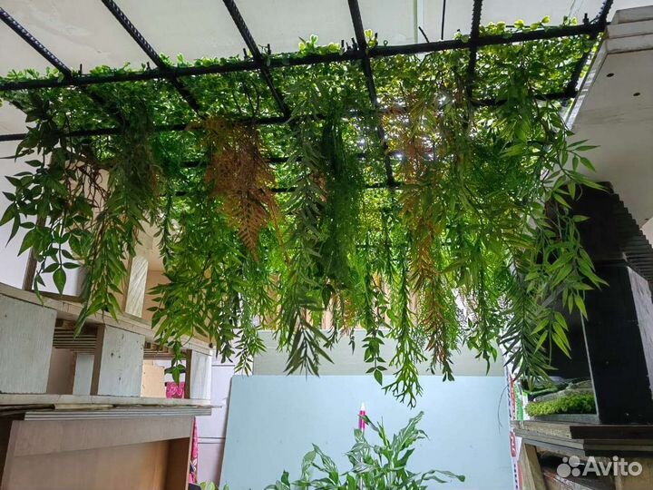 Растения для озеленения потолков, от