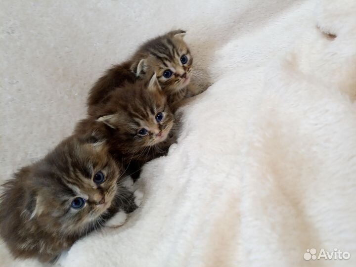 Отдам котят в хорошие руки, шотландцы