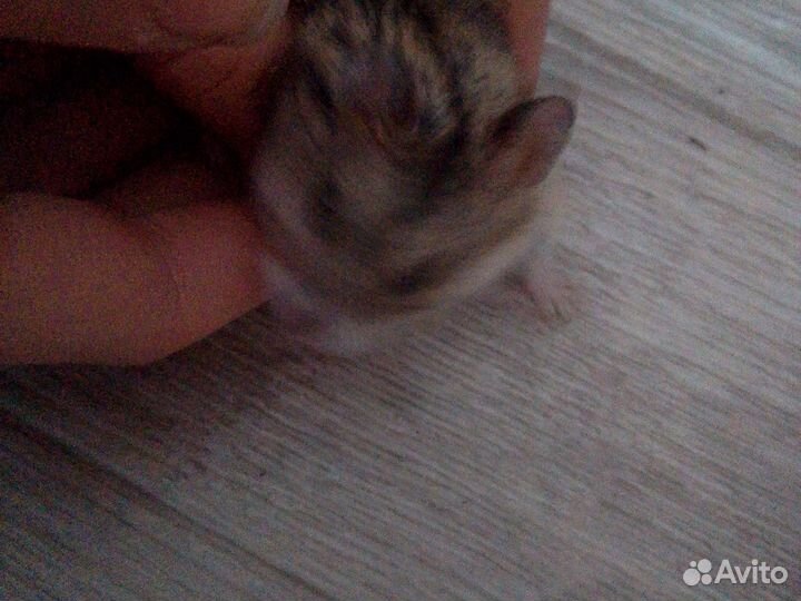 Джунгарский хомяк бесплатно девочка