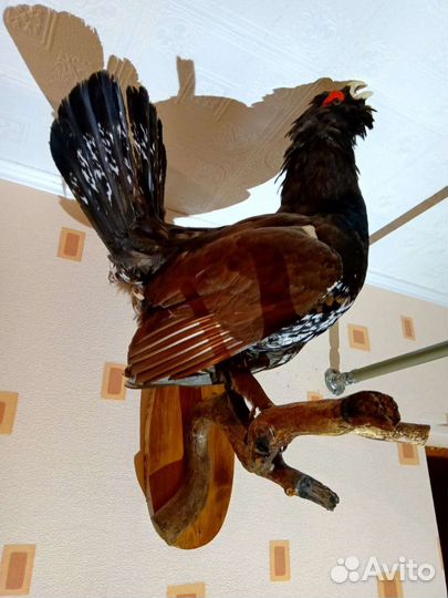 Чучело птицы