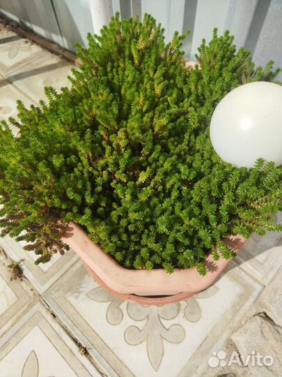 Суккуленты