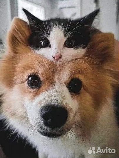 Зооняня.Посещение кошки/выгул собаки