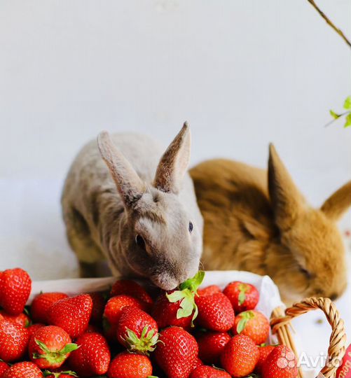 Мини кролики