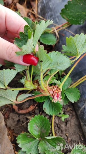 Рассада клубники клери