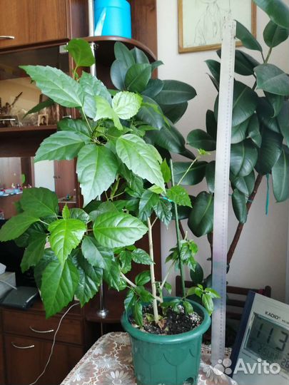 Комнатные растения