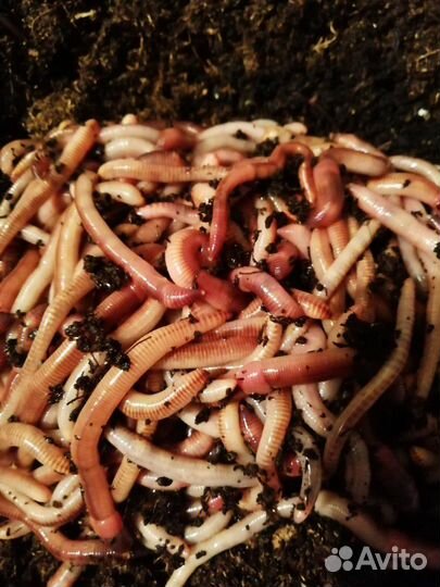 Продажа выползков (Дендробена Венета)