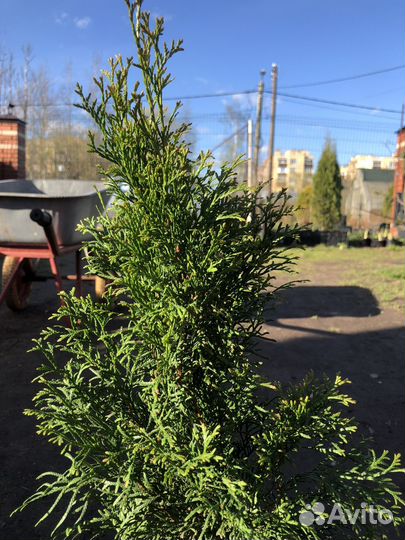 Туя смарагд розница/опт