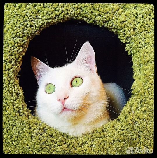 Белый котик ищет хозяина