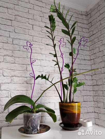 Дендробиум