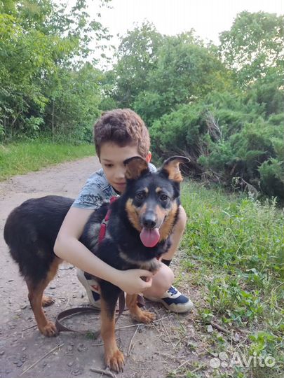 Ищет дом не большая Собачка Шайло