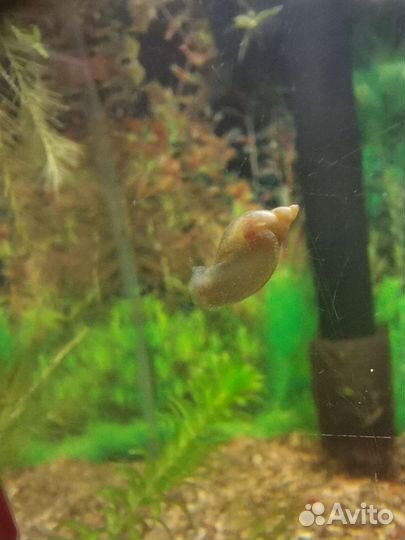 Аквариумные улитки и растения