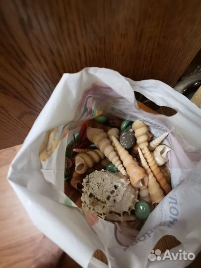 Морские ракушки раковины