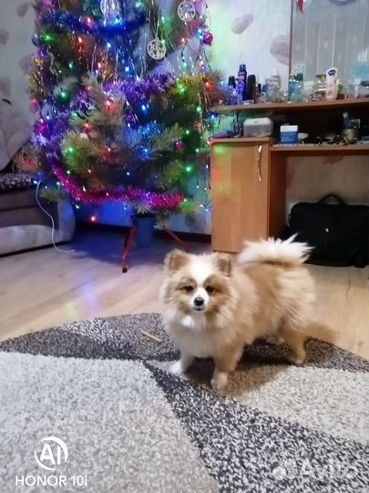Померанский шпиц
