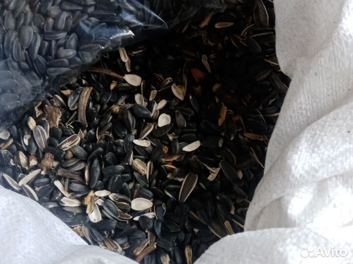 Семечки подсолнечника Семена подсолнечника на Корм