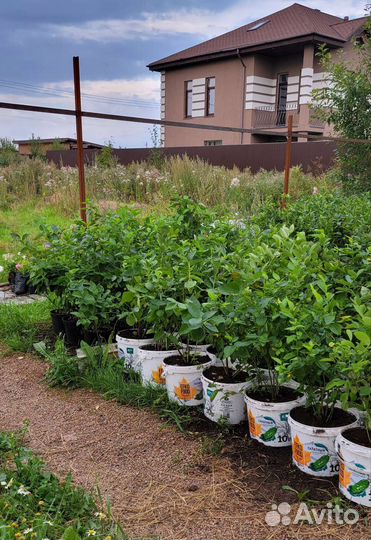 Саженцы голубики