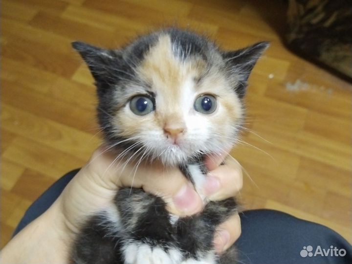 Кошки в добрые руки