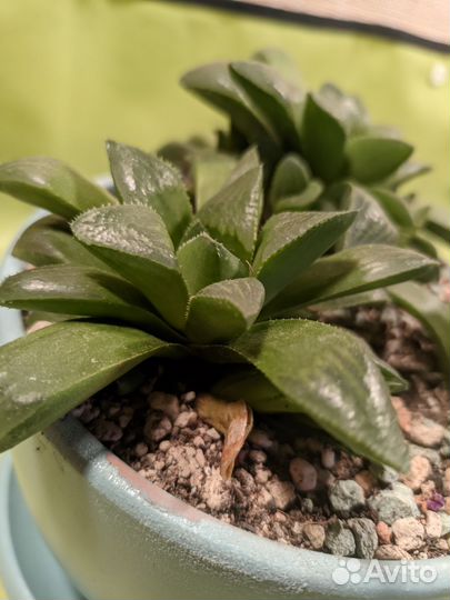 Хавортия детки