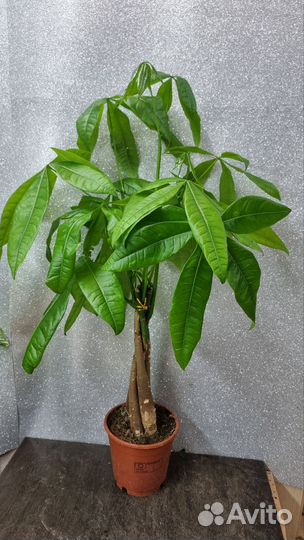 Пахира Акватика 14/70