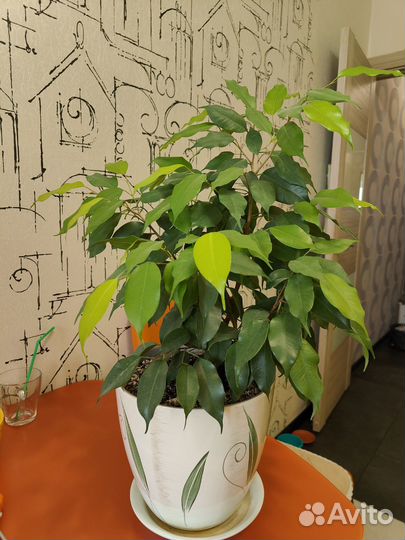 Фикус Бенджамина