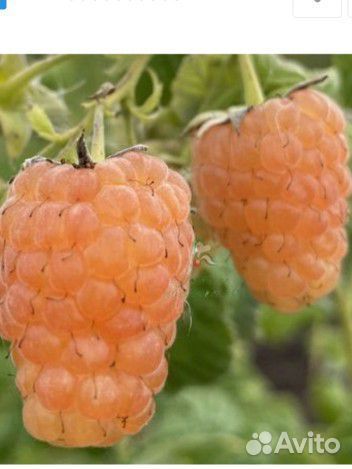 Саженцы малины ремонтантной