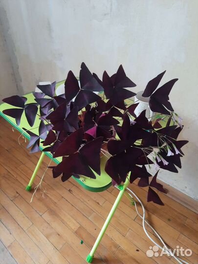 Кислица оксалис