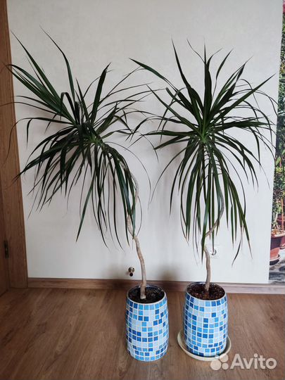 Драцена 1,5 м