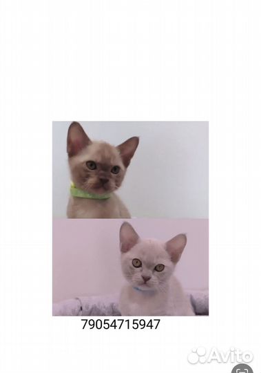 Продаю котят