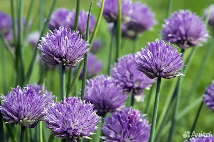 Лук шнитт / многолетний лук