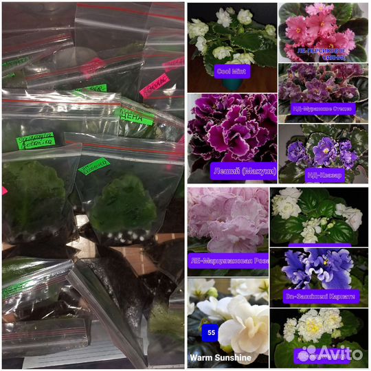 Сортовые фиалки наборы