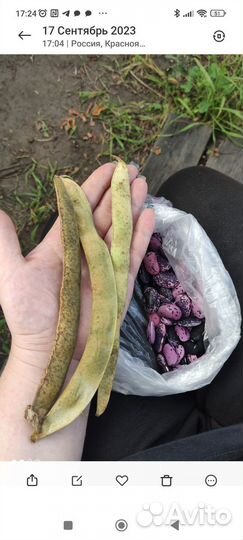 Семена крупной фасоли