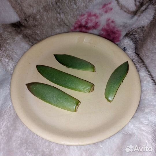 Суккуленты. эхиверия