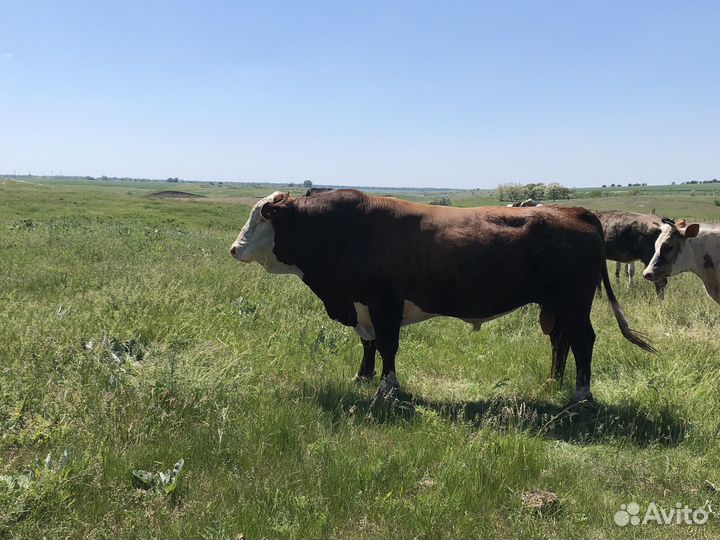 Бык племеной герефорд