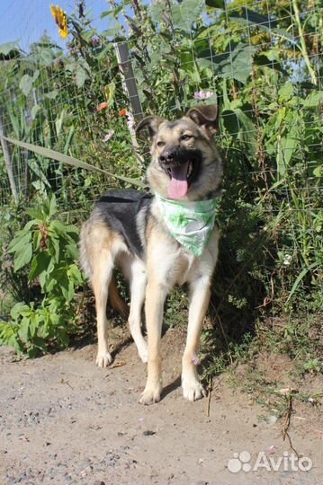 Собака трусишка попала в приют