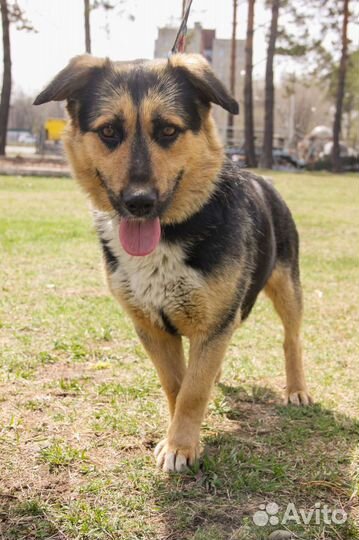 Собака в добрые руки отдам бесплатно