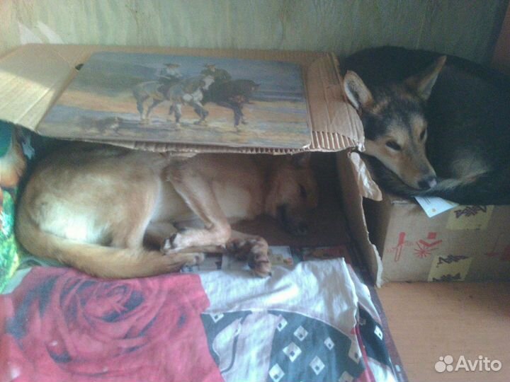 Щенки замечательные и подростки