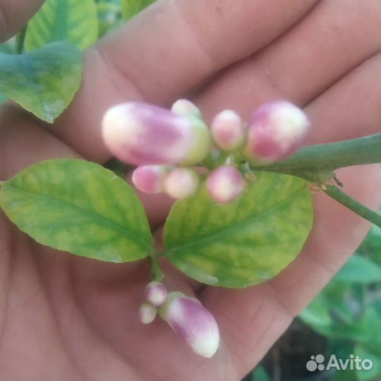 Лимон Мейер урожайный в Курске