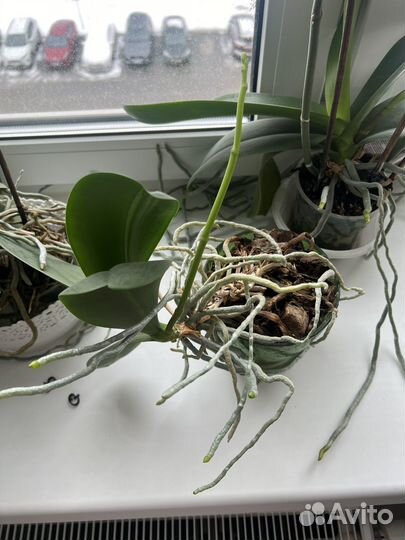 Орхидея фаленопсис